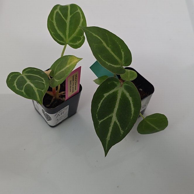 Photo of the plant species Anthurium Doriyaki by @DerrickRashid named Anthurium.B - Dreamweaver Dorayaki x Pink Lem (2) on Greg, the plant care app