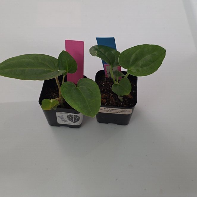 Photo of the plant species Anturio Dressleri by @DerrickRashid named Anthurium.A - [Eastern Dress x (Pink Lem x Dress)] on Greg, the plant care app