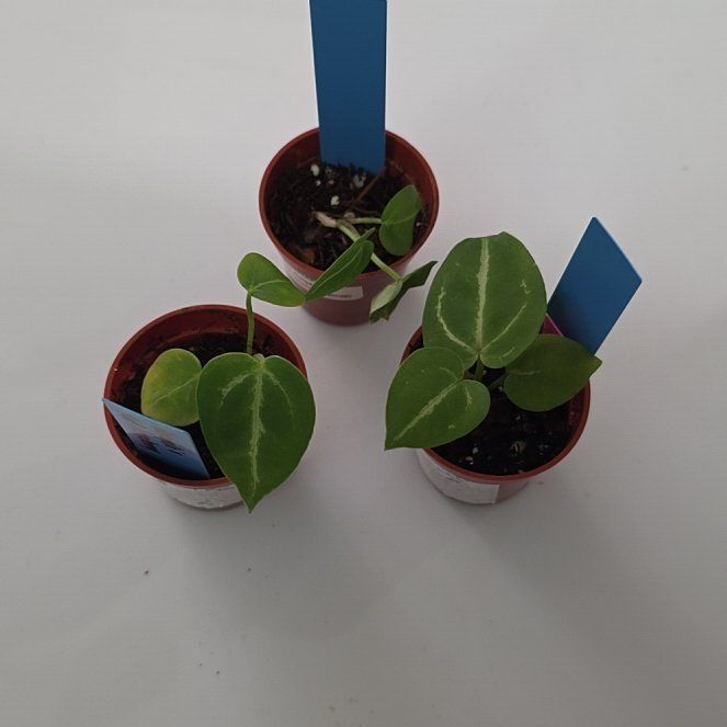 Photo of the plant species Anthurium Dorayaki by @DerrickRashid named Anthurium.B - Dorayaki x Red Raspberry (2) on Greg, the plant care app