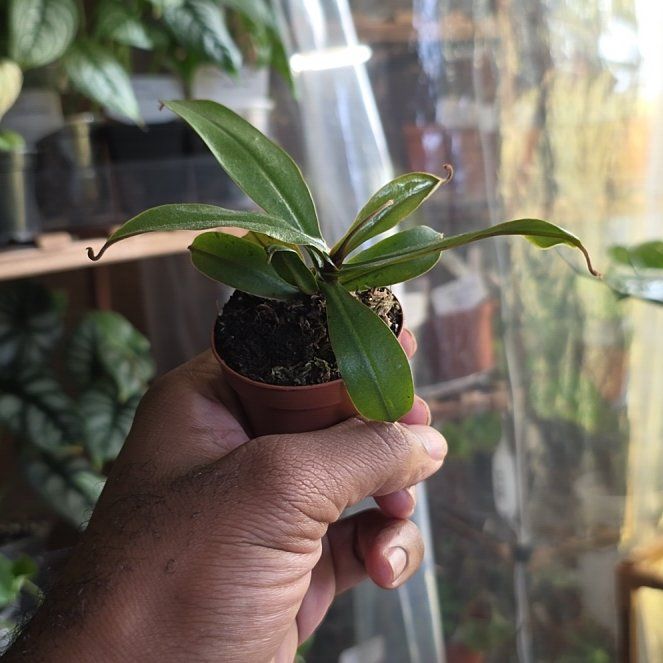 Photo of the plant species Bloody Mary Pitcher Plant by @DerrickRashid named Carnivorous - Nepenthes Bloody Mary on Greg, the plant care app