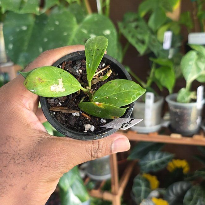 Photo of the plant species Hoya obscura by @DerrickRashid named Hoya - Obscura on Greg, the plant care app