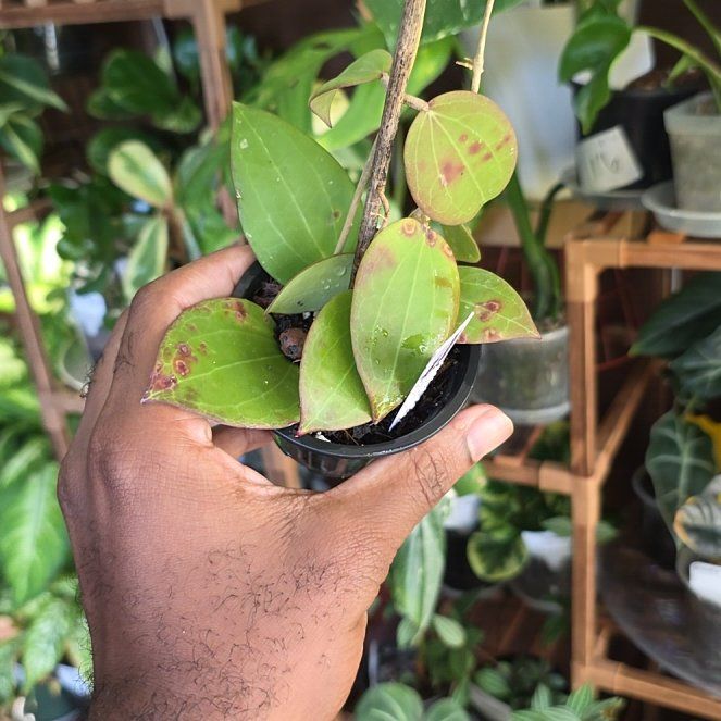 Photo of the plant species Hoya Nicholsoni by @DerrickRashid named Hoya - Genevieve on Greg, the plant care app