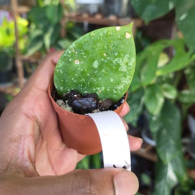 Photo of the plant species Hoya 'Pottsii Splash' by @DerrickRashid named Hoya - Pottsii Splash on Greg, the plant care app