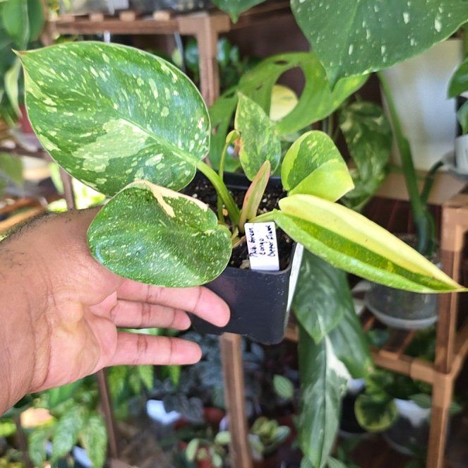 Photo of the plant species Variegated Green Congo Philodendron by @DerrickRashid named Philodendron - Green Congo Copper Flame on Greg, the plant care app