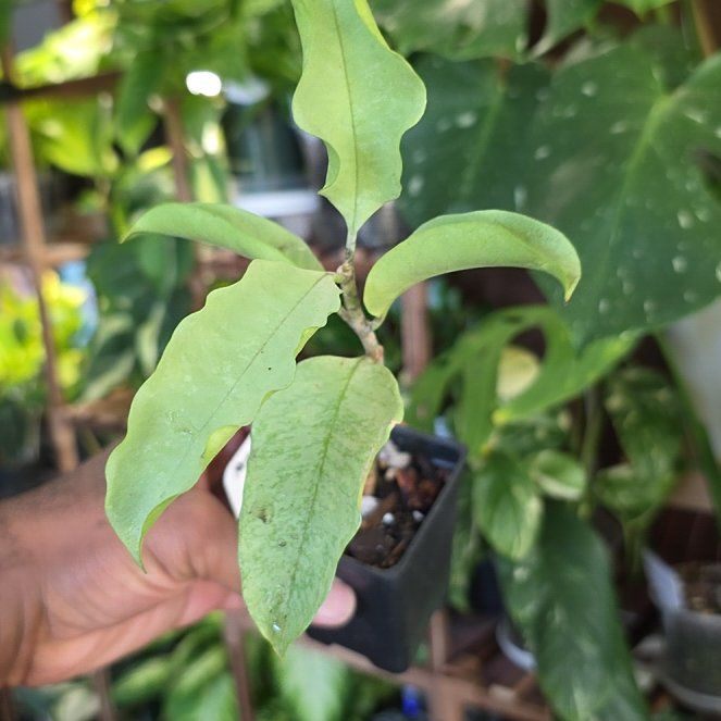 Photo of the plant species Shooting Stars Wax Plant by @DerrickRashid named Hoya - Multiflora WonderPhil on Greg, the plant care app