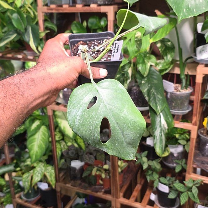 Photo of the plant species Rhaphidophora pertusa by @DerrickRashid named Rhaphidophora - Pertusa on Greg, the plant care app