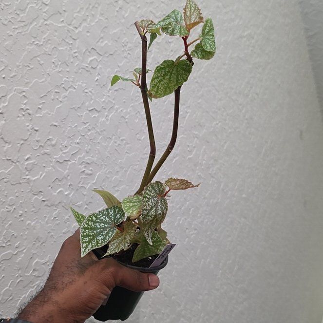 Photo of the plant species Begonia rex-cultorum 'Snow Capped' by @DerrickRashid named Begonia - Snow Capped on Greg, the plant care app
