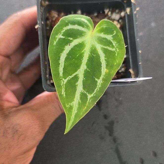 Photo of the plant species Anthurium NOID by @DerrickRashid named Anthurium.A - NOID (Paradise Plants & Palms) on Greg, the plant care app
