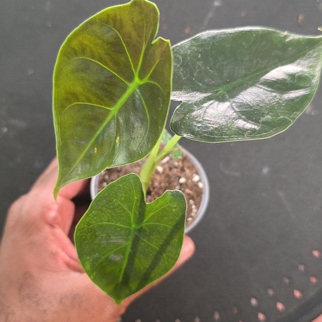 Photo of the plant species Alocasia Golden Bone by @DerrickRashid named Alocasia - Golden Bone on Greg, the plant care app