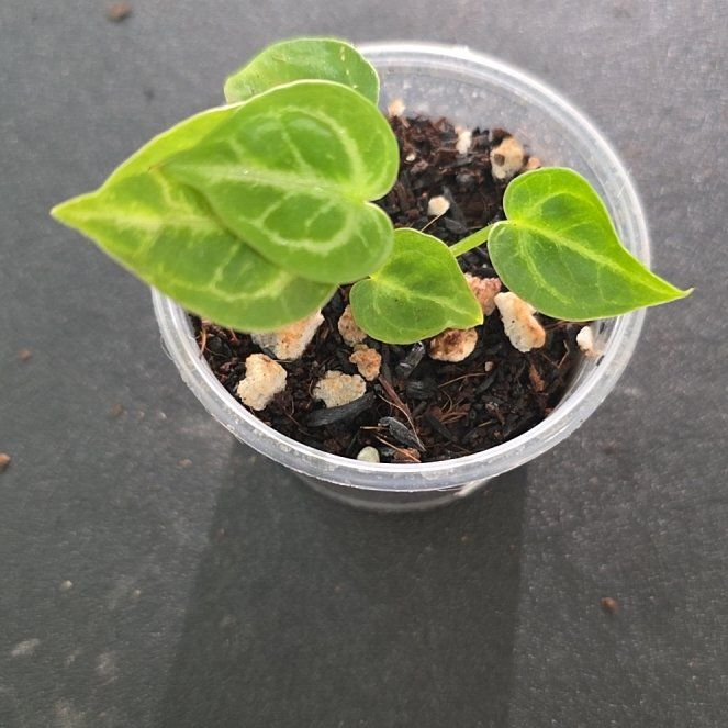 Photo of the plant species Anthurium Dorayaki by @DerrickRashid named Anthurium.B - Dorayaki x Silver Blush (Jay) on Greg, the plant care app