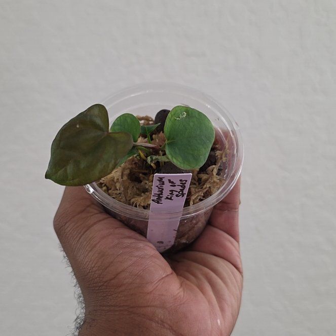 Photo of the plant species Anthurium King of Spades by @DerrickRashid named Anthurium.B - King of Spades on Greg, the plant care app