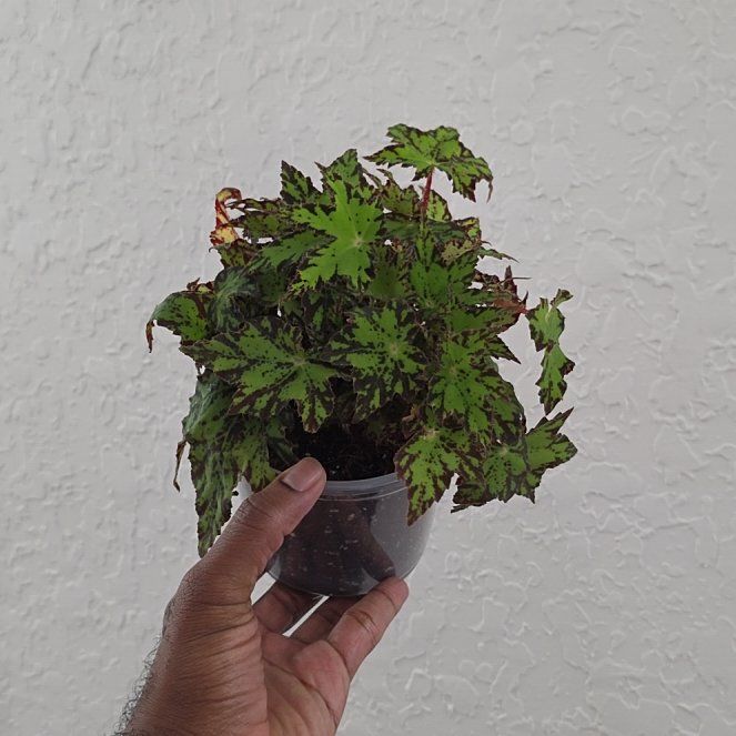 Photo of the plant species Begonia 'Geometry' by @DerrickRashid named Begonia - Geometry on Greg, the plant care app