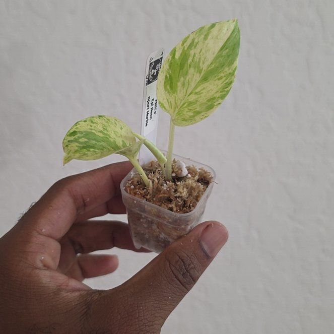 Photo of the plant species Neon Marble Pothos by @DerrickRashid named Epipremnum - Matt's Neon Marble Sport on Greg, the plant care app
