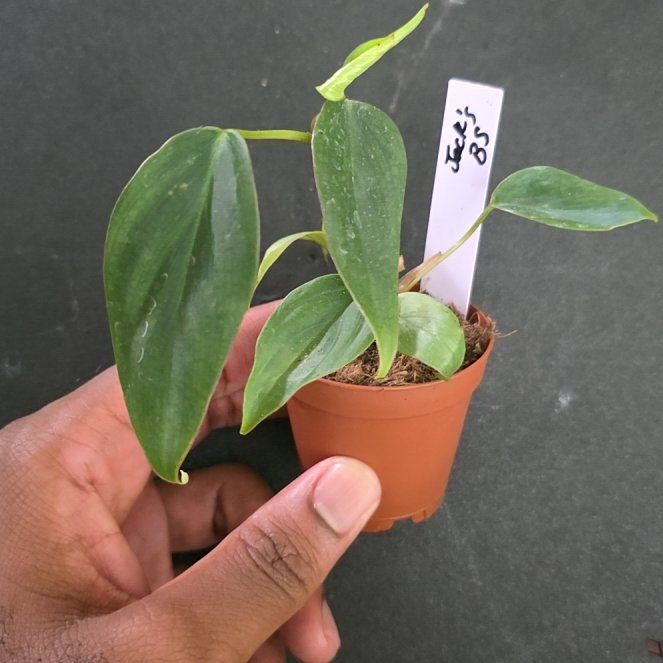 Photo of the plant species Philodendron Fuzzy Petiole by @DerrickRashid named Philodendron - Fuzzy Petiole on Greg, the plant care app