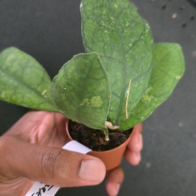 Photo of the plant species Hoya Finlaysonii by @DerrickRashid named Hoya - Finlaysonii on Greg, the plant care app