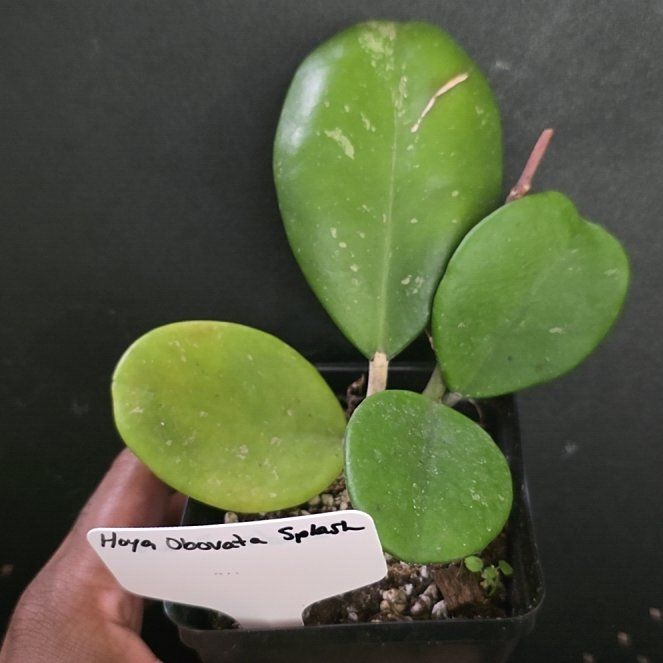 Photo of the plant species Splash Hoya Obovata by @DerrickRashid named Hoya - Obovata Splash on Greg, the plant care app