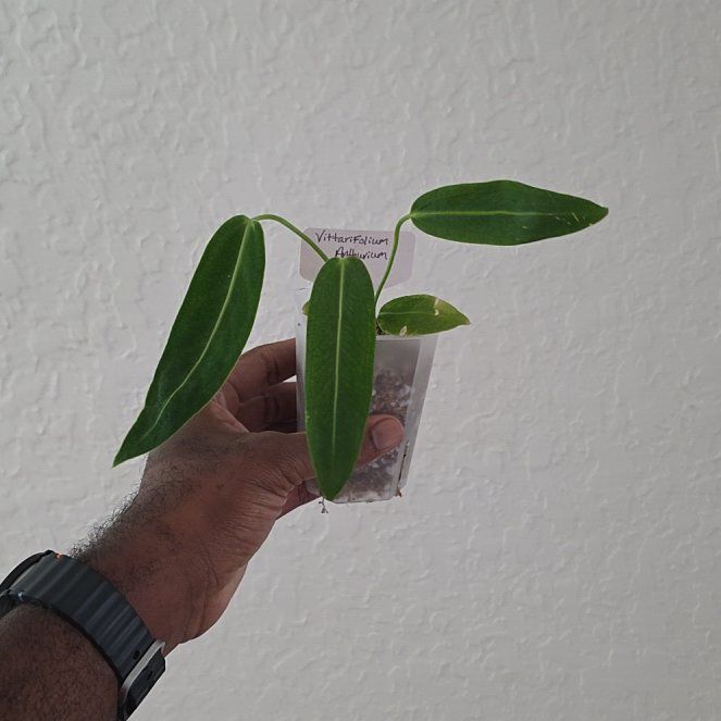 Photo of the plant species strap-leaved anthurium by @DerrickRashid named Anthurium.A - Vittariifolium on Greg, the plant care app