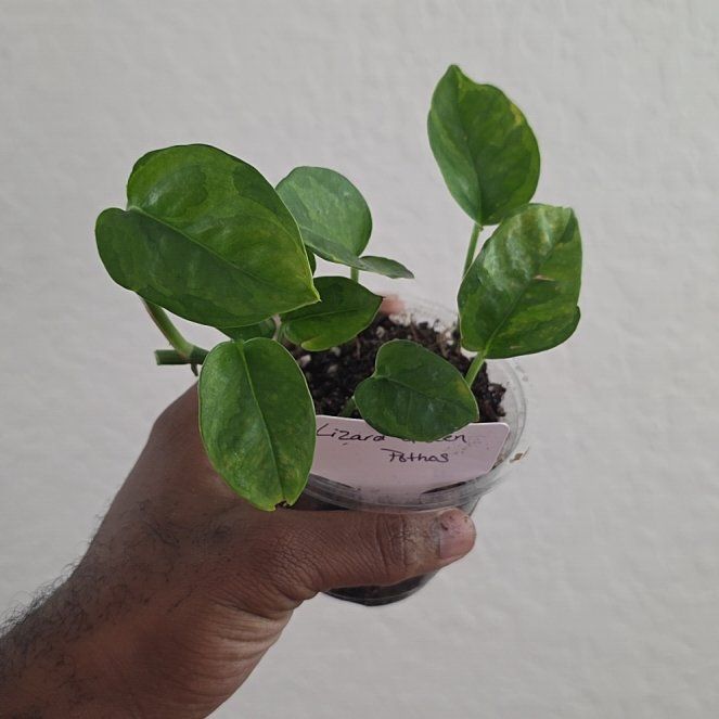 Photo of the plant species Lizard Queen Pothos by @DerrickRashid named Epipremnum - Lizard Queen on Greg, the plant care app
