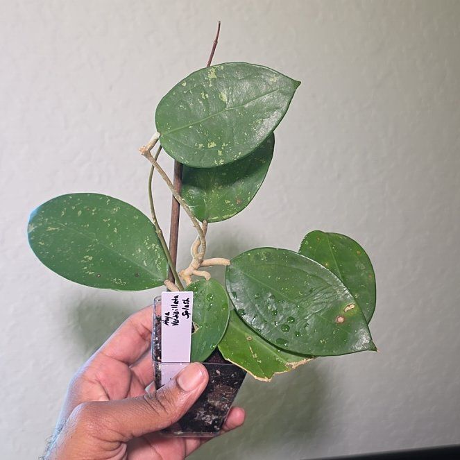 Photo of the plant species Hoya parasitica Splash by @DerrickRashid named Hoya - Verticillata Splash on Greg, the plant care app