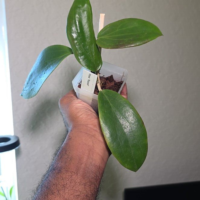 Photo of the plant species Hoya ilagiorum by @DerrickRashid named Hoya - Russell on Greg, the plant care app