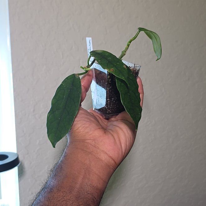 Photo of the plant species Hoya globulosa by @DerrickRashid named Hoya - Globulosa on Greg, the plant care app