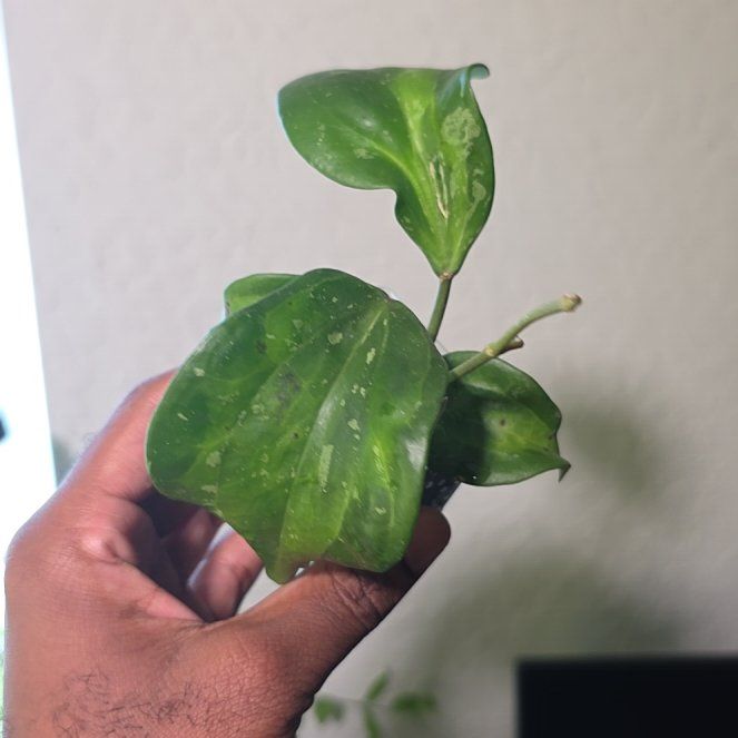 Photo of the plant species Bai Bua by @DerrickRashid named Hoya - Bai Bua on Greg, the plant care app