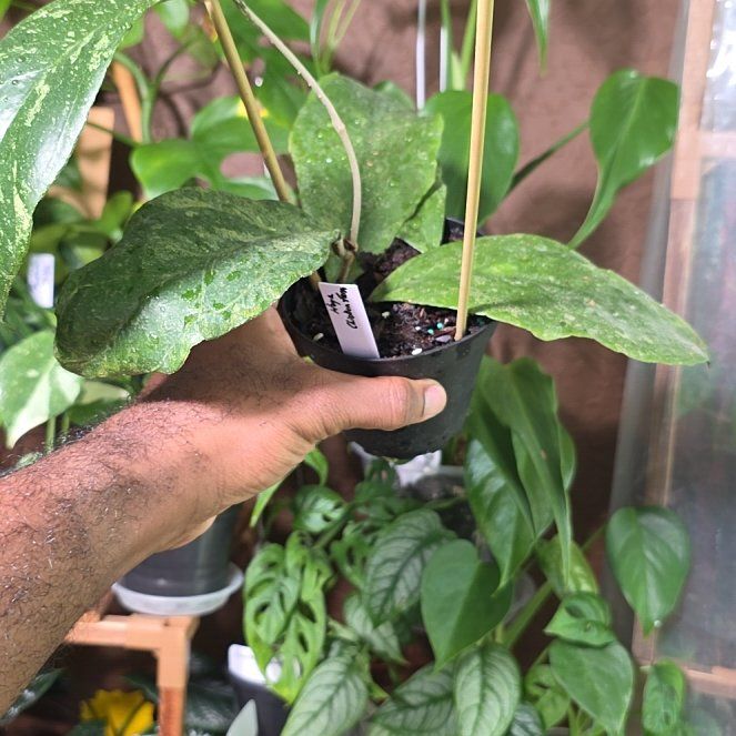 Photo of the plant species Hoya Chicken Farm by @DerrickRashid named Hoya - Chicken Farm on Greg, the plant care app