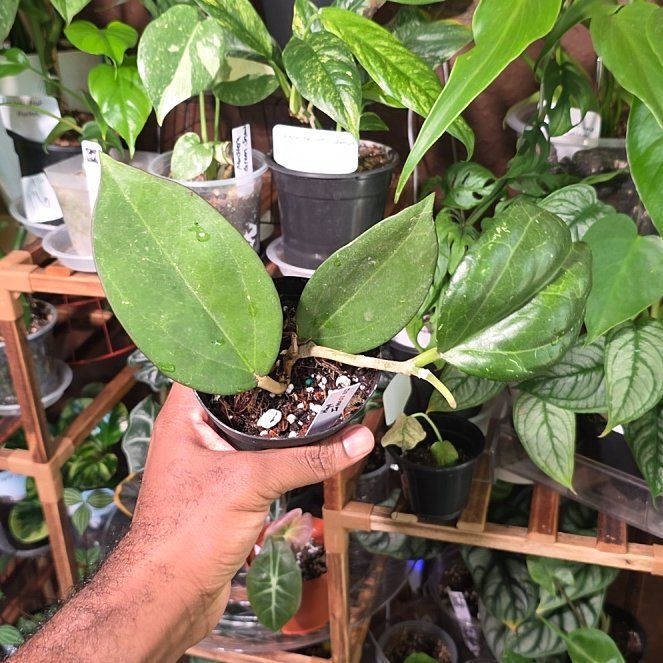 Photo of the plant species Hoya patcharawalai023 by @DerrickRashid named Hoya - Icensis 023 on Greg, the plant care app