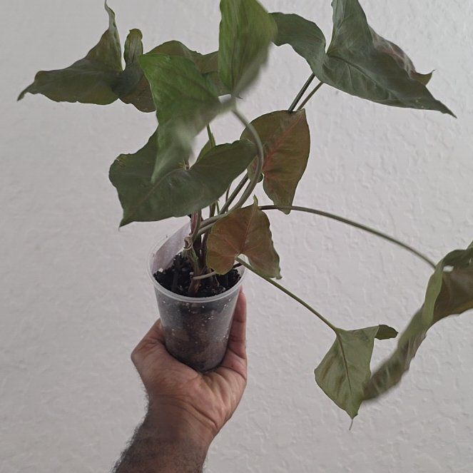 Photo of the plant species Syngonium 'Merry Maria' by @DerrickRashid named Syngonium - Merry Maria on Greg, the plant care app