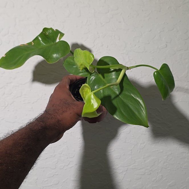 Photo of the plant species Philodendron 'Golden Violin' by @DerrickRashid named Philodendron - Golden Violin on Greg, the plant care app