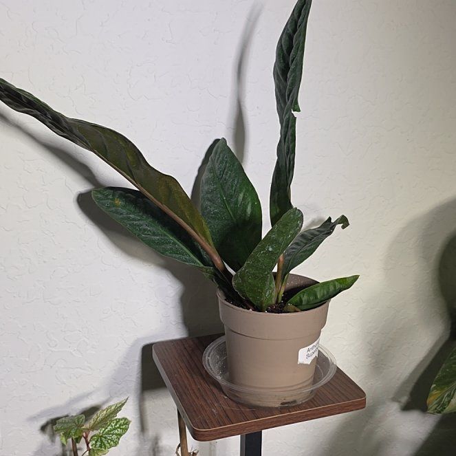 Photo of the plant species Anthurium superbum by @DerrickRashid named Anthurium.A - Superbum on Greg, the plant care app