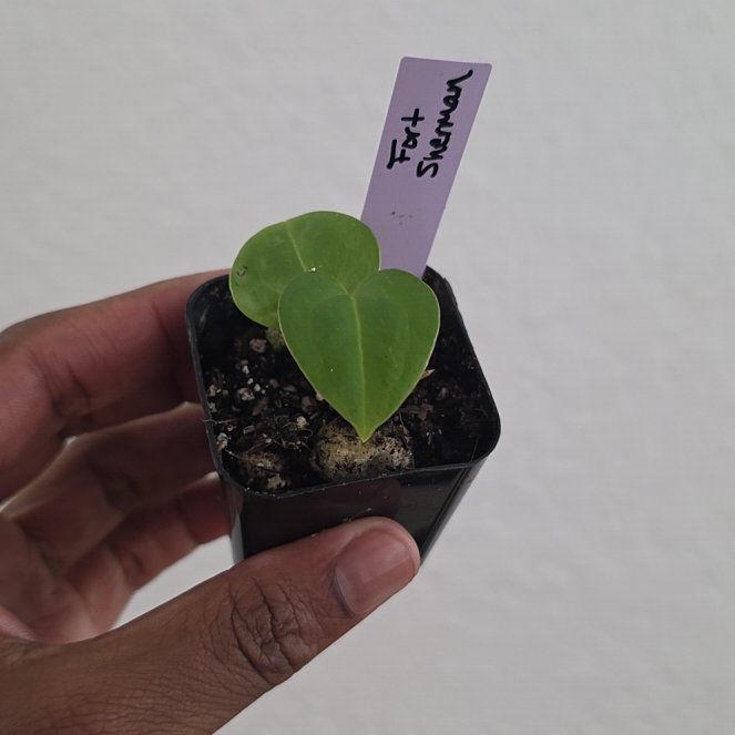Photo of the plant species Fort Sherman by @DerrickRashid named Anthurium.B - Fort Sherman on Greg, the plant care app