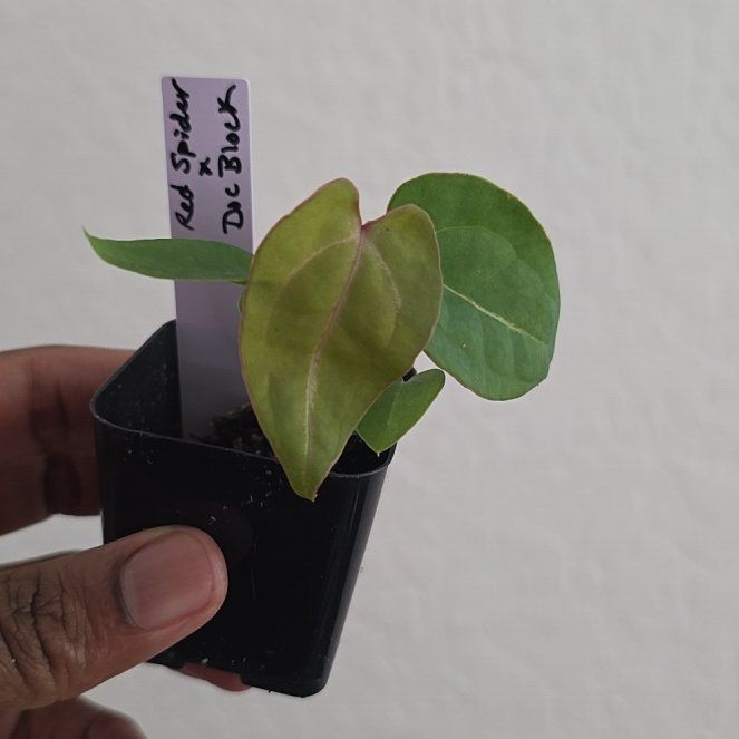Photo of the plant species Anthurium Red Spider x XOne by @DerrickRashid named Anthurium.B - Red Spider x Doc Block on Greg, the plant care app