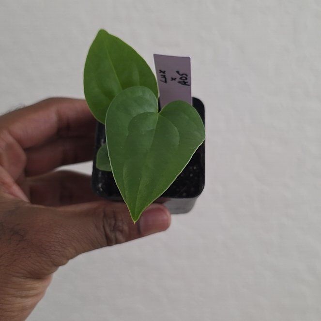 Photo of the plant species Anthurium Luxurians by @DerrickRashid named Anthurium.B - Luxurians x Ace of Spades on Greg, the plant care app