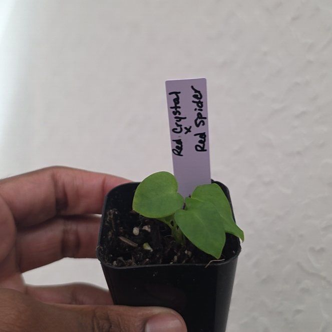 Photo of the plant species Anthurium Red Crystal by @DerrickRashid named Anthurium.B - Red Crystal x Red Spider on Greg, the plant care app