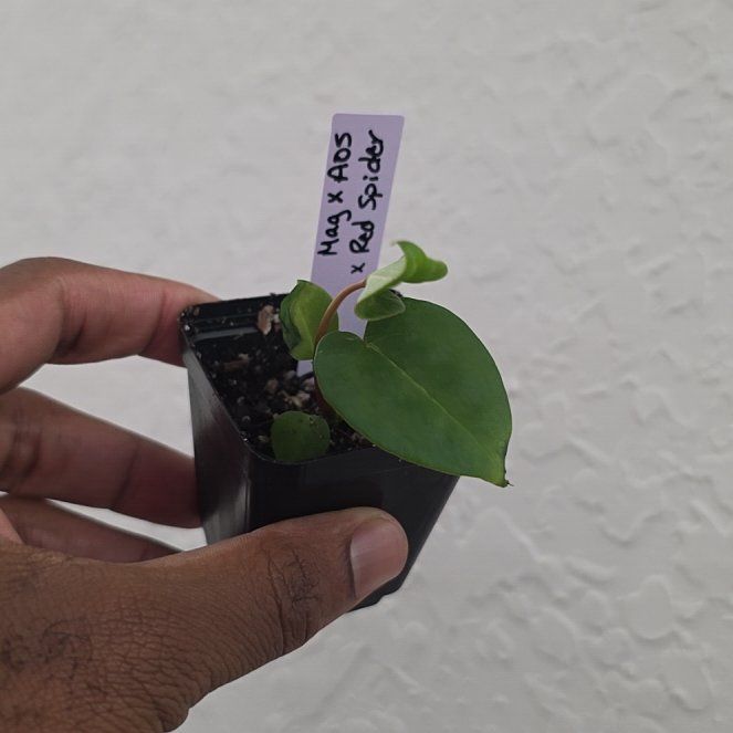 Photo of the plant species Anthurium Magnificum x Ace of Spades Dark by @DerrickRashid named Anthurium.B - (Mag x AoS) x Red Spider on Greg, the plant care app