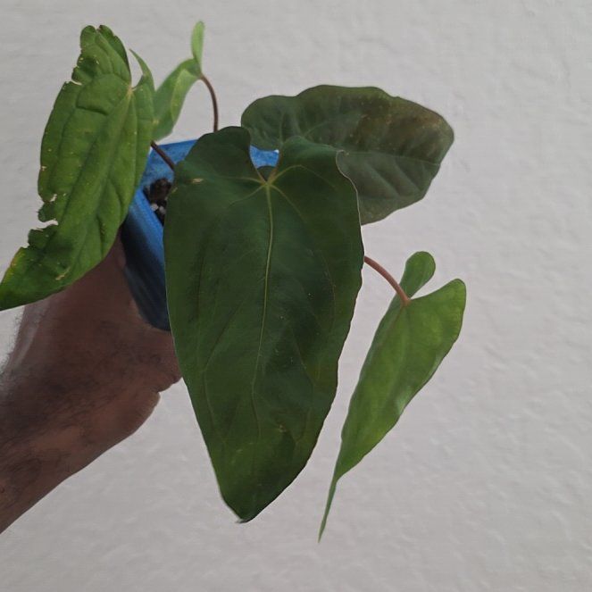 Photo of the plant species AAnthurium Papillilaminum Blue by @DerrickRashid named Anthurium.A - Blue Papillilaminum x Dressleri on Greg, the plant care app