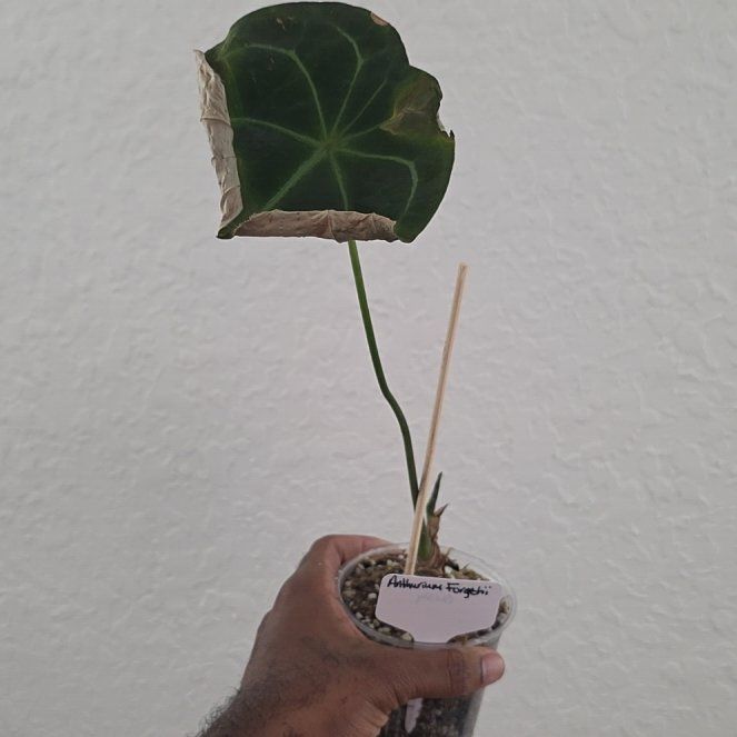 Photo of the plant species Anthurium forgetii by @DerrickRashid named Anthurium.A - Forgetii (FB) on Greg, the plant care app