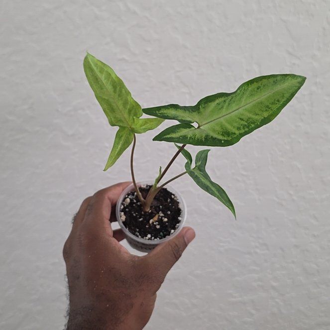Photo of the plant species Syngonium angustatum by @DerrickRashid named Syngonium - Augustatum on Greg, the plant care app