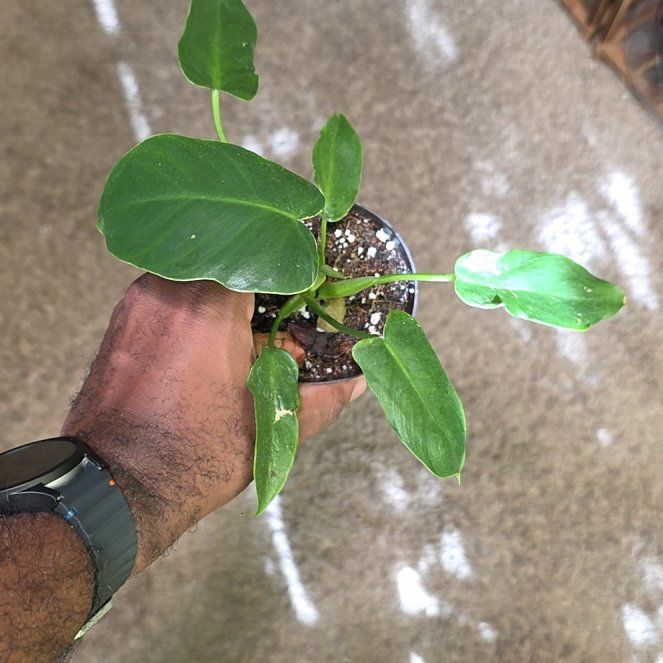 Photo of the plant species Florida Green Philodendron by @DerrickRashid named Philodendron - Florida Green? on Greg, the plant care app