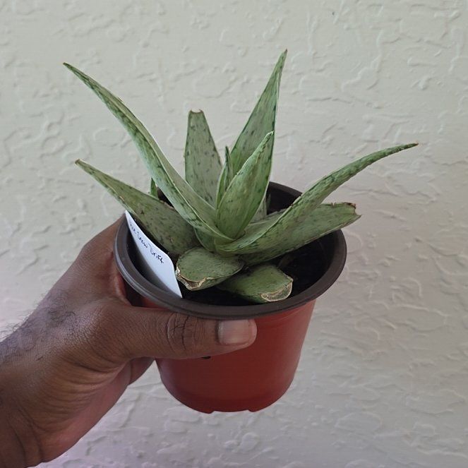 Photo of the plant species Aloe 'Snow Drift' by @DerrickRashid named Aloe - Snow Drift on Greg, the plant care app