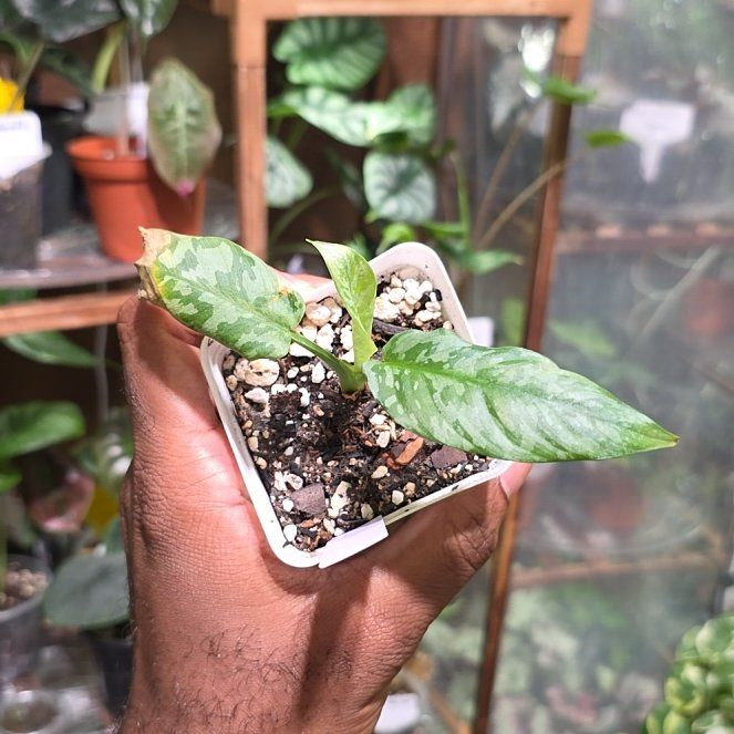 Photo of the plant species Schismatoglottis Sumatran Tiger by @DerrickRashid named Schismatoglottis - Sumatran Tiger on Greg, the plant care app