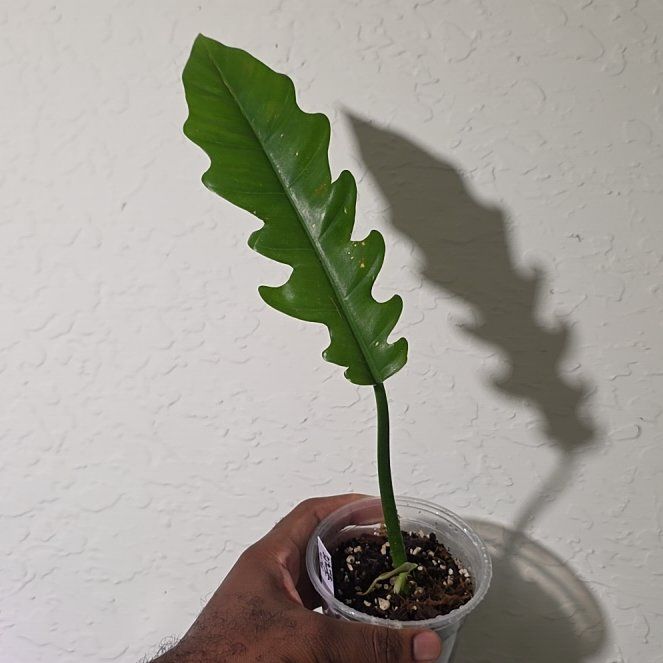 Photo of the plant species Philodendron Jungle Boogie by @DerrickRashid named Philodendron - Jungle Boogie on Greg, the plant care app