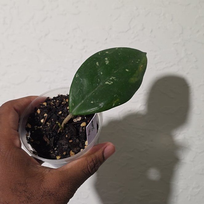 Photo of the plant species Carnosa Freckles Splash by @DerrickRashid named Hoya - Carnosa Freckles Splash on Greg, the plant care app