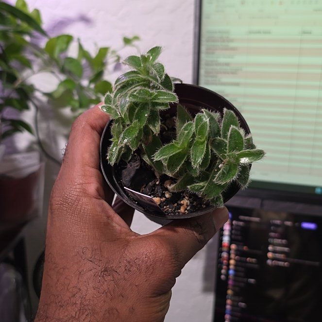 Photo of the plant species Kitten Ears by @DerrickRashid named Tradescantia - Kitten Ears on Greg, the plant care app