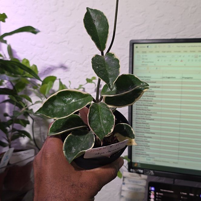 Photo of the plant species Hoya 'Krinkle 8' by @DerrickRashid named Hoya - Krinkle 8 on Greg, the plant care app