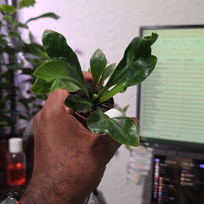 Photo of the plant species Cobra Fern by @DerrickRashid named Fern - Cobra on Greg, the plant care app