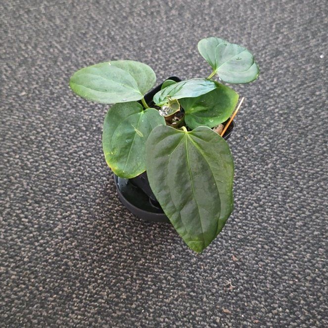 Photo of the plant species David Portilla Dreams by @DerrickRashid named Anthurium.A - Miss Universe x Papillilaminum A+ on Greg, the plant care app