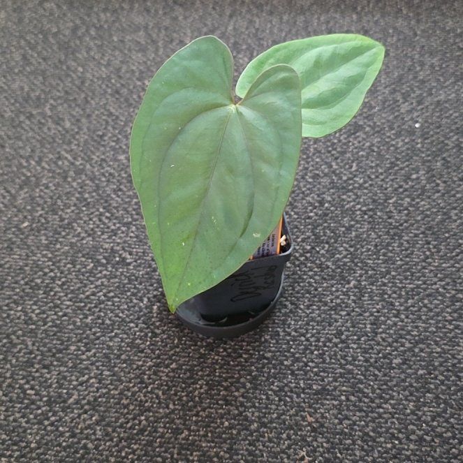 Photo of the plant species Anthurium papillilaminum Ace Of Spades by @DerrickRashid named Anthurium.A - (Pap x AoS Dark P) x (Dress x Mag) on Greg, the plant care app
