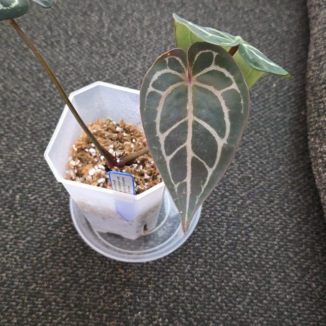 Photo of the plant species Anthurium 'Carla Black' by @DerrickRashid named Anthurium.A - (Carla x Pap) x (DaH x Michelle) on Greg, the plant care app